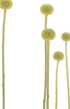 Intratuin Trommelstöckchen (Craspedia globosa 'Golf Beauty') D 17 H 65 cm| Blühende Pflanzen|Mehrjährige Pflanzen