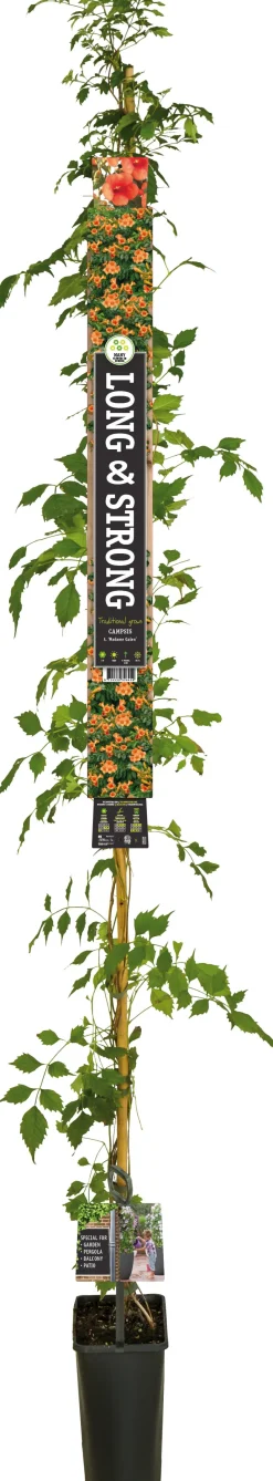 Intratuin Trompetenblume (Campsis tagliabuana 'Madame Galen') D 23 H 210 cm| Blühende Pflanzen|Kletterpflanzen
