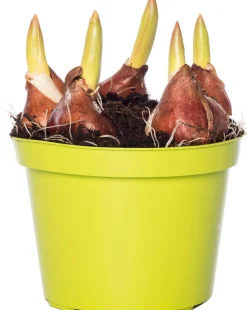 Intratuin Tulpen (Tulipa 'Red Flair') D 12 H 8 cm| Kleine Zimmerpflanzen|Für Sonne