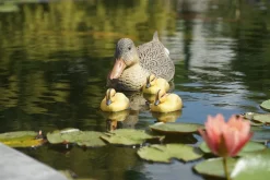 Intratuin Ubbink Teichdeko Küken gelb 12,5 x 6,5 x 7 cm| Gartenteich