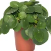 Intratuin Ufopflanze (Pilea peperomoides) D 15 cm H 30 cm| Luftreinigende Pflanzen|Grünpflanzen