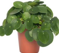Intratuin Ufopflanze (Pilea peperomoides) D 15 cm H 30 cm| Luftreinigende Pflanzen|Grünpflanzen