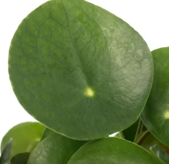 Intratuin Ufopflanze (Pilea peperomoides) D 15 cm H 30 cm| Luftreinigende Pflanzen|Grünpflanzen