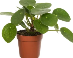 Intratuin Ufopflanze (Pilea peperomoides) D 12 cm H 20 cm| Kleine Zimmerpflanzen|Luftreinigende Pflanzen