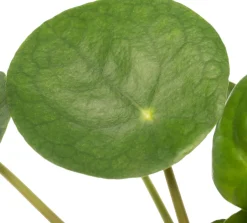 Intratuin Ufopflanze (Pilea peperomoides) D 12 cm H 20 cm| Kleine Zimmerpflanzen|Luftreinigende Pflanzen