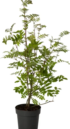 Intratuin Vogelbeere (Sorbus aucuparia) D 19 H 30 cm| Winterharte Pflanzen