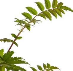 Intratuin Vogelbeere (Sorbus aucuparia) D 19 H 30 cm| Winterharte Pflanzen