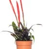 Intratuin Vriesea (Vriesea 'Era Triplo') D 12 cm H 45 cm| Für Sonne|Blühende Zimmerpflanzen