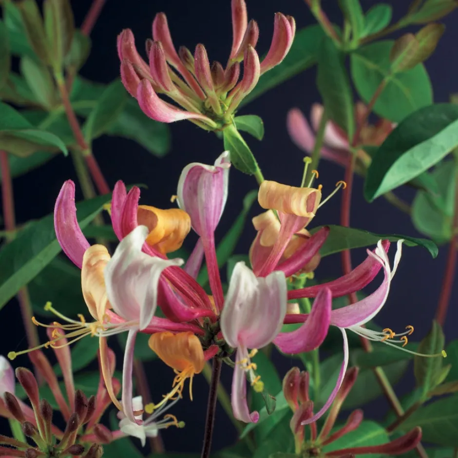 Intratuin Waldgeißblatt (Lonicera periclymenum 'Serotina') D 23 H 210 cm| Blühende Pflanzen|Kletterpflanzen