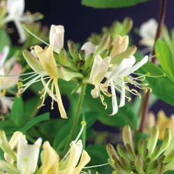 Intratuin Waldgeißblatt (Lonicera periclymenum 'Belgica Select') D 23 H 210 cm| Blühende Pflanzen|Kletterpflanzen
