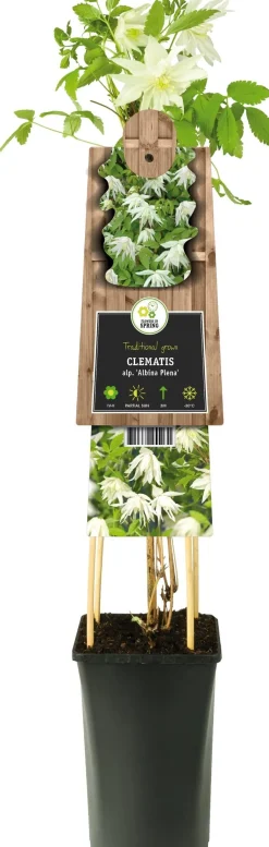 Intratuin Waldrebe (Clematis alpina 'Albina Plena') D 17 H 75 cm| Blühende Pflanzen|Kletterpflanzen
