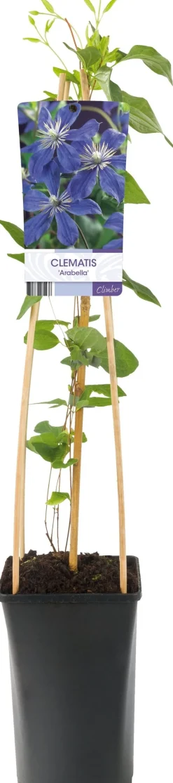 Intratuin Waldrebe (Clematis 'Arabella') D 17 H 75 cm| Blühende Pflanzen|Kletterpflanzen