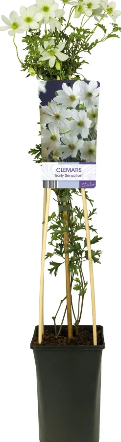 Intratuin Waldrebe (Clematis 'Early Sensation') D 17 H 75 cm| Blühende Pflanzen|Kletterpflanzen