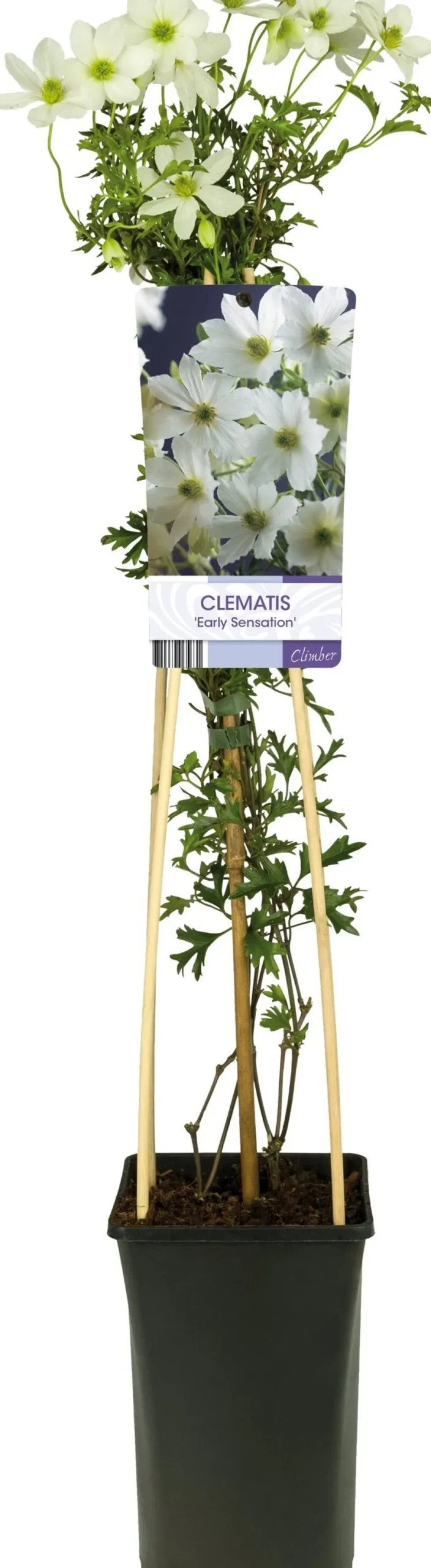 Intratuin Waldrebe (Clematis 'Early Sensation') D 17 H 75 cm| Blühende Pflanzen|Kletterpflanzen