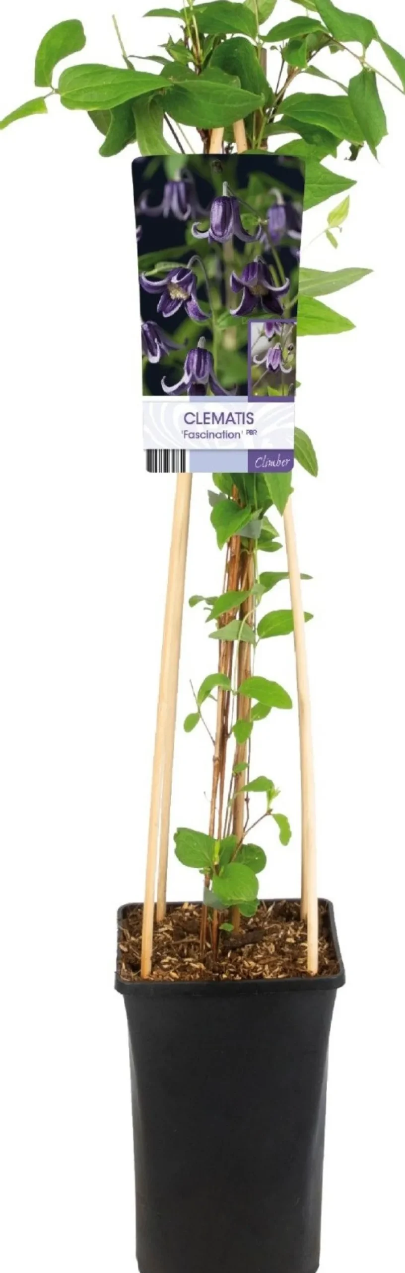 Intratuin Waldrebe (Clematis 'Fascination') D 17 H 75 cm| Kletterpflanzen|Winterharte Pflanzen