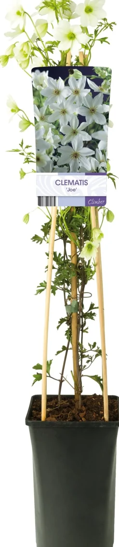 Intratuin Waldrebe (Clematis forsteri 'Joe') D 17 H 75 cm| Kletterpflanzen|Winterharte Pflanzen