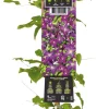 Intratuin Waldrebe (Clematis 'Jackmanii Purpurea') D 23 H 210 cm| Blühende Pflanzen|Kletterpflanzen