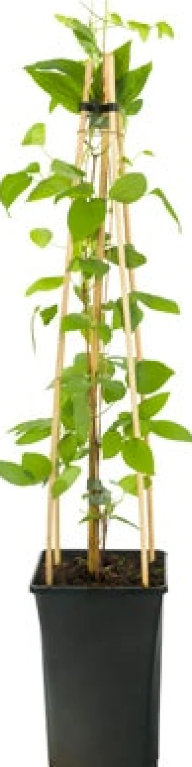 Intratuin Waldrebe (Clematis 'John Paul II') D 16 H 75 cm| Kletterpflanzen|Winterharte Pflanzen