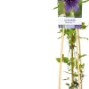Intratuin Waldrebe (Clematis 'Kokonoe') D 17 H 75 cm| Blühende Pflanzen|Kletterpflanzen