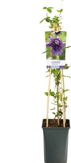 Intratuin Waldrebe (Clematis 'Kokonoe') D 17 H 75 cm| Blühende Pflanzen|Kletterpflanzen