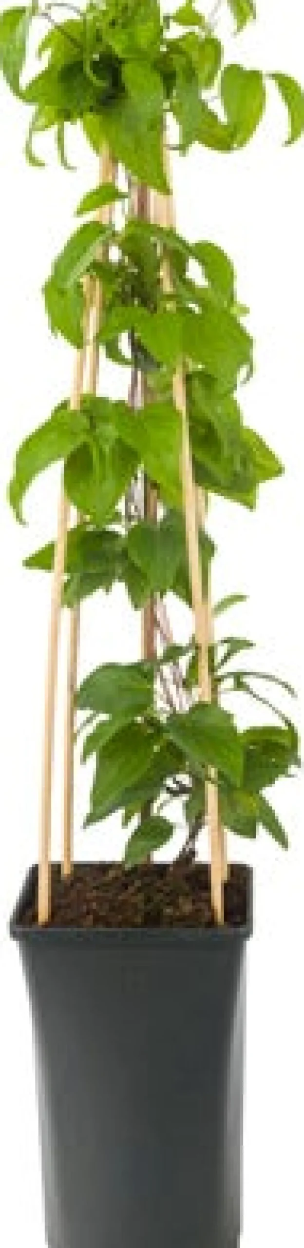 Intratuin Waldrebe (Clematis 'Mrs. N. Thompson') D 16 H 75 cm| Blühende Pflanzen|Kletterpflanzen