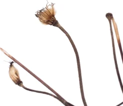 Intratuin Waldrebe (Clematis 'Mrs. N. Thompson') D 16 H 75 cm| Blühende Pflanzen|Kletterpflanzen