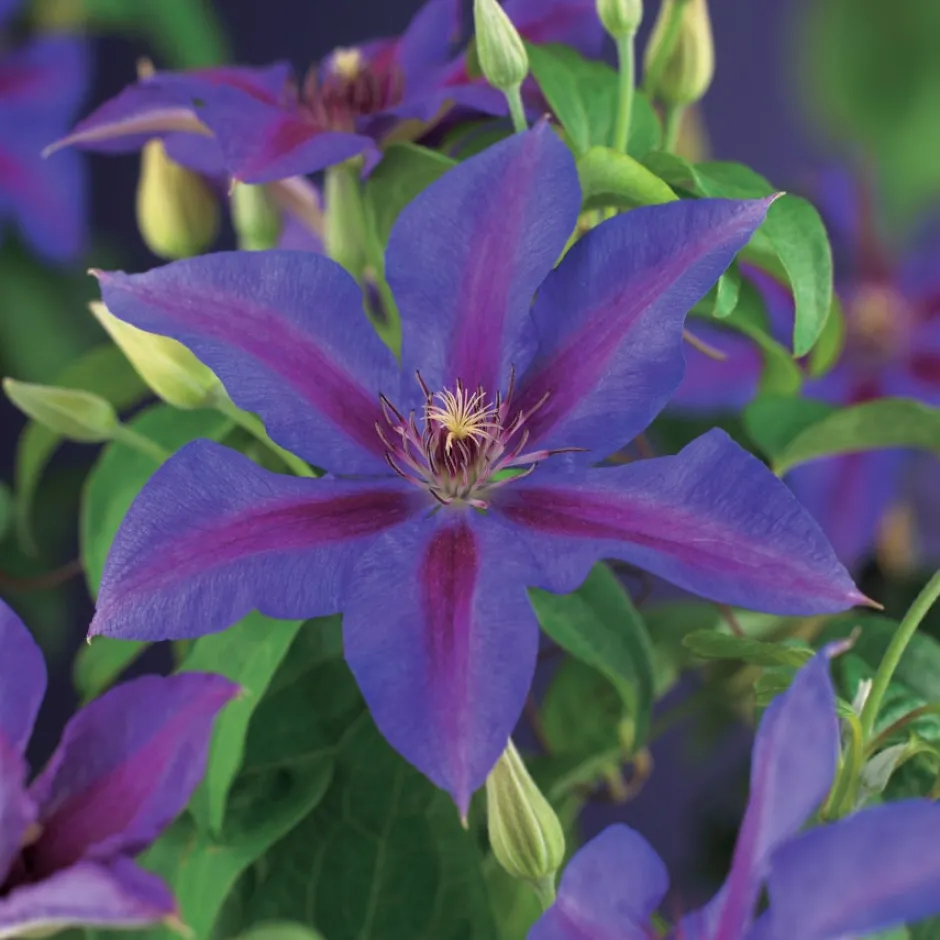 Intratuin Waldrebe (Clematis 'Mrs. N. Thompson') D 16 H 75 cm| Blühende Pflanzen|Kletterpflanzen