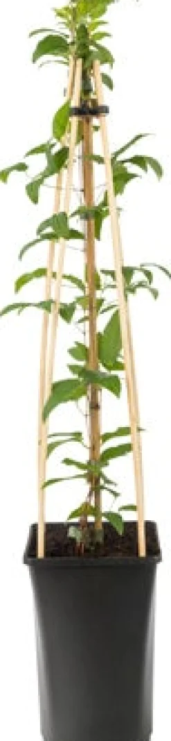 Intratuin Waldrebe (Clematis 'Noora') D 16 H 75 cm| Blühende Pflanzen|Kletterpflanzen