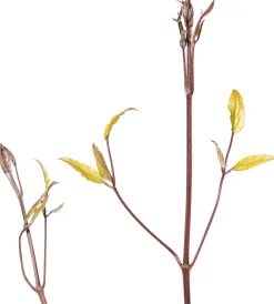 Intratuin Waldrebe (Clematis 'Noora') D 16 H 75 cm| Blühende Pflanzen|Kletterpflanzen