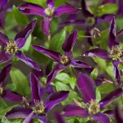 Intratuin Waldrebe (Clematis 'Noora') D 16 H 75 cm| Blühende Pflanzen|Kletterpflanzen