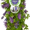 Intratuin Waldrebe (Clematis 'Octopus' PBR) D 16 H 75 cm| Blühende Pflanzen|Kletterpflanzen