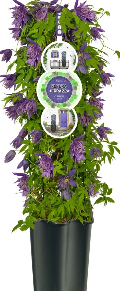 Intratuin Waldrebe (Clematis 'Octopus' PBR) D 16 H 75 cm| Blühende Pflanzen|Kletterpflanzen