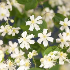 Intratuin Waldrebe (Clematis 'Paul Farges') D 16 H 90 cm| Blühende Pflanzen|Kletterpflanzen