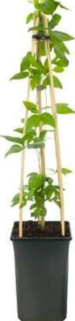 Intratuin Waldrebe (Clematis 'Pernille') D 23 H 210 cm| Blühende Pflanzen|Kletterpflanzen