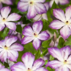 Intratuin Waldrebe (Clematis 'Pernille') D 23 H 210 cm| Blühende Pflanzen|Kletterpflanzen