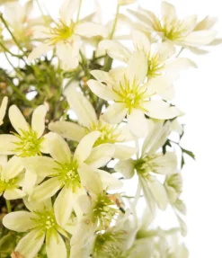 Intratuin Waldrebe (Clematis 'Pixie') D 16 H 75 cm| Blühende Pflanzen|Immergrüne Pflanzen