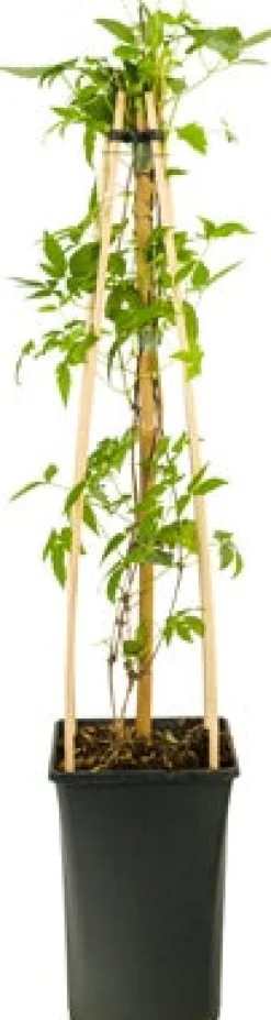 Intratuin Waldrebe (Clematis 'Spiky') D 23 H 210 cm| Blühende Pflanzen|Kletterpflanzen