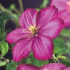 Intratuin Waldrebe (Clematis 'Ville de Lyon') D 23 H 210 cm| Blühende Pflanzen|Kletterpflanzen