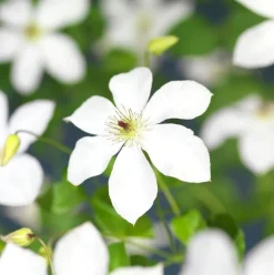 Intratuin Waldrebe (Clematis 'Ville de Lyon') D 23 H 210 cm| Blühende Pflanzen|Kletterpflanzen