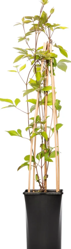 Intratuin Waldrebe (Clematis vitalba 'Vitiwester') D 17 H 75 cm| Blühende Pflanzen|Kletterpflanzen