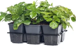 Intratuin Waldsteinie (Waldsteinia ternata)| Pflanzen Für Schatten|Immergrüne Pflanzen