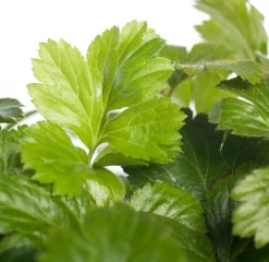 Intratuin Waldsteinie (Waldsteinia ternata)| Pflanzen Für Schatten|Immergrüne Pflanzen
