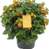 Intratuin Wandelröschen (Lantana camara 'Simon Orange') D 23 H 50 cm| Blühende Pflanzen|Einjährige Pflanzen