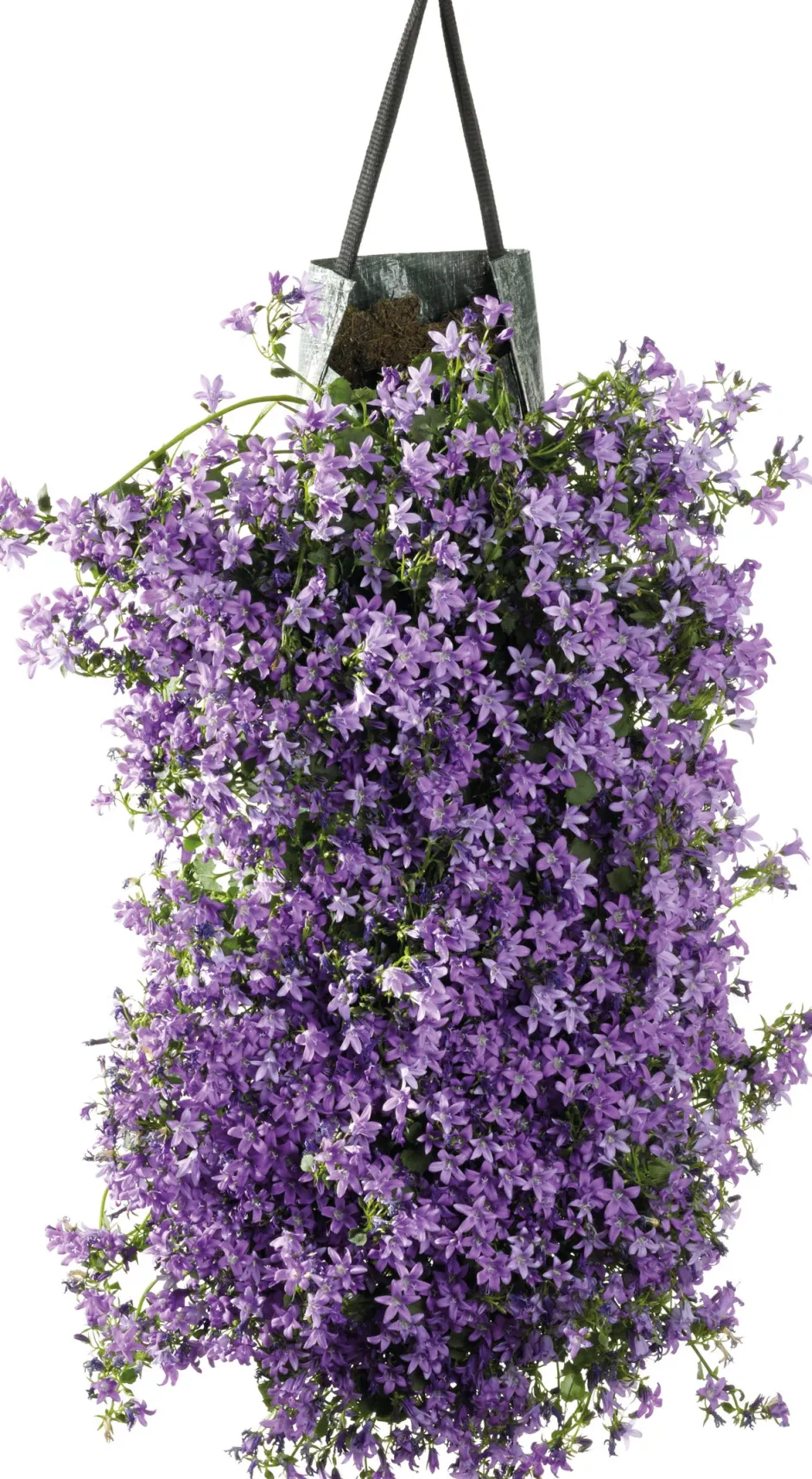 Intratuin Wandhänger Dalmatiner Glockenblume (Campanula portenschlagiana 'Ambella Purple') D 60 H 25 cm| Blühende Pflanzen|Winterharte Pflanzen