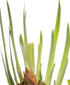 Intratuin Wasserschwertlilie (Iris 'Rose Queen') D 9 H 20 cm| Teichpflanzen|Winterharte Pflanzen