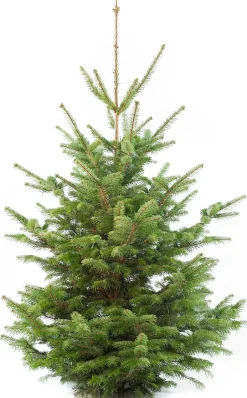 Intratuin Weihnachtsbaum Nordmanntanne gesägt 160 - 200 cm| Echte Weihnachtsbäume