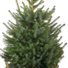 Intratuin Weihnachtsbaum Serbische Fichte im Korb D 29 H 80-100 cm| Echte Weihnachtsbäume