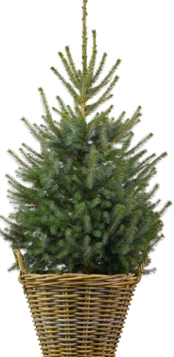 Intratuin Weihnachtsbaum Serbische Fichte im Korb D 29 H 80-100 cm| Echte Weihnachtsbäume