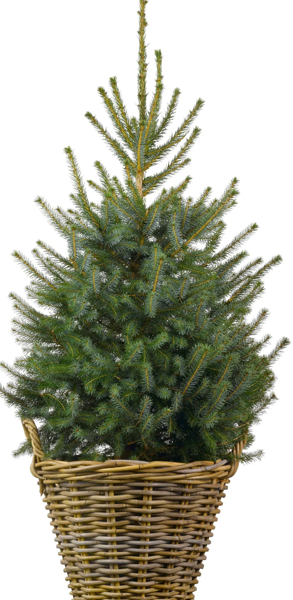 Intratuin Weihnachtsbaum Serbische Fichte im Korb D 29 H 80-100 cm| Echte Weihnachtsbäume