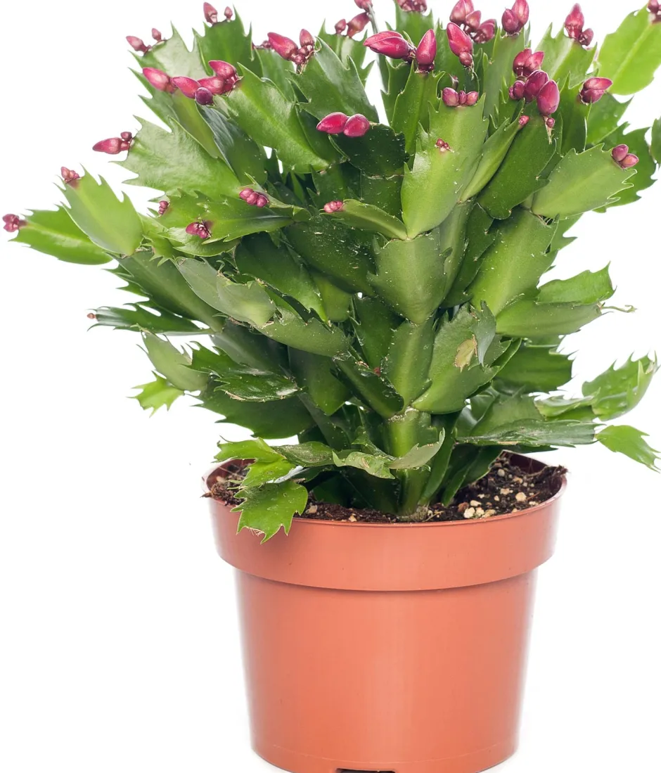 Intratuin Weihnachtskaktus (Schlumbergera) rot D 13 H 35 cm| Für Sonne|Kakteen & Sukkulenten